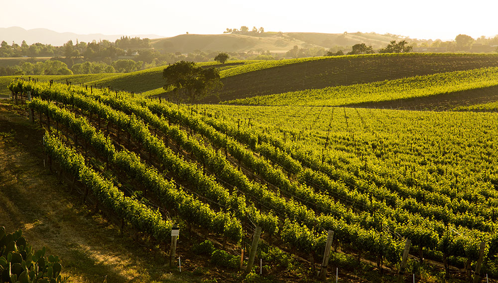 wine vineyards